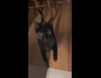 Black cat sings weow 