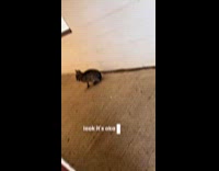 Couple saw mara rabbit roaming around zoo