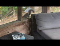 Squirrel sneaks the porch buries peanuts around