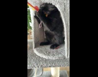 Black kitten bite string tug of water