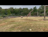 Rhino in zoo chase giraffe animals overcast
