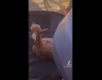 Collab BitchMP - Deer sitting on tractor while guy cuts field 