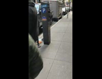 Collab winy - Lady with two camels outside in new york