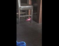 Black cat plays with pink sock under dinner table chairs