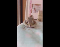 Chipmunk stretches and yawns on blanket