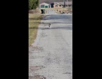Cat meows and walk towards the filmer