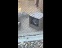 Possum reminds girl of her hamster 