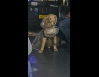 Golden retriever wearing rain coat sitting on bus