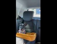 Two different dog moods in backseat of car 