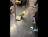 Collab WINY - Dog on leash ride subway train barks
