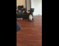 Puppy dog climbs sits black roomba vacuum 