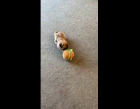 Tiny pug plays with burger dog toy 