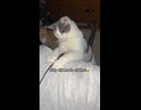 Cat catches wire and wiggles its head