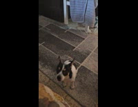 Small dog growls acts like Siberian Husky