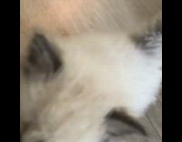 Grey and white kitten walks across house
