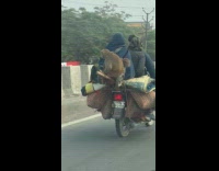 Monkeys traveling rides at back of motorcycle