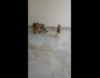 Three Orange Cats Walk Around and Lick 