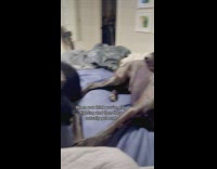 Black dog gets mad at friend playing