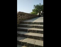 Wild squirrel approaches  bird in slow motion