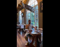 Two giraffes stick head in window cafe