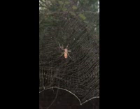 Large black brown spider spins web tree
