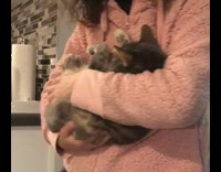 Cat enjoys being rocked to sleep woman