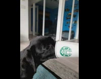 Black dog gets mouth stuck inside cup 