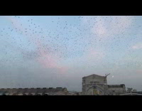 Flock of birds over Milan train station