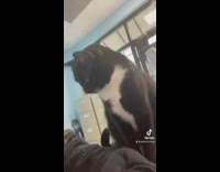 Cat jealous of other cat laying in womans lap