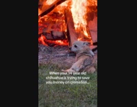 Chihuahua dog lay down close to fire