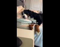 Collab Clips MPUGC - Dog sleeping while hooman is working 