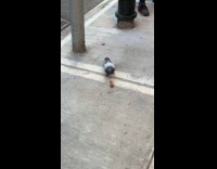 Pigeon eats chicken drumstick on the street