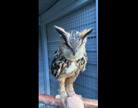 Collab AnimalIG - Eagle owl hoots tickled by the filmer