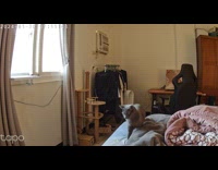 Collab PLC - Cat on bed curious with security camera