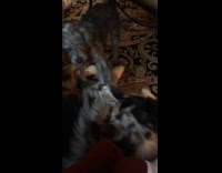 Dog hops on other dog on floor 