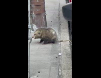 Opossum sits on sidewalk by parked cars 