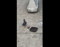 Pigeon eats chicken