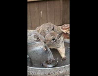 Squirrel drinks from the park water fountain
