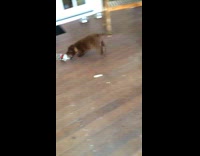 Brown dog plays with empty soda bottle