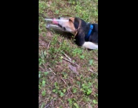 Puppy lick put head inside of glass