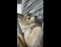 Girl pets husky puppy dog falls asleep
