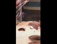 small crab blue fish aquarium lets ride 