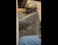 Three crawfish crawls around the subway floor