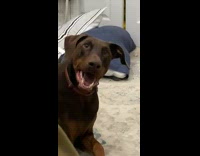 Brown dog stares with mouth open 