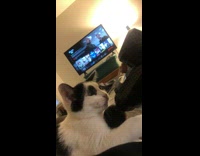 Cat enjoys massage gun ball 