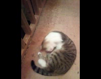 brown cat moving around and licking itself