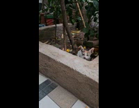 Kitten play in garden lay on grass rug
