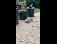 Cat lay down play with bug toy