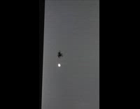 Spider tries chase mouse cursor in monitor