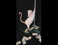 Mouse toy twerks on pole 